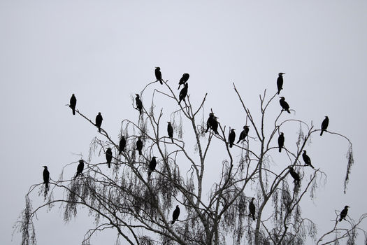 Evolution de l'arrêté cormoran