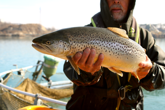 L'ouverture de la pêche de la truite