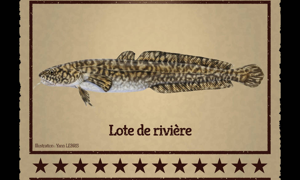 À la recherche de la Lote de rivière !