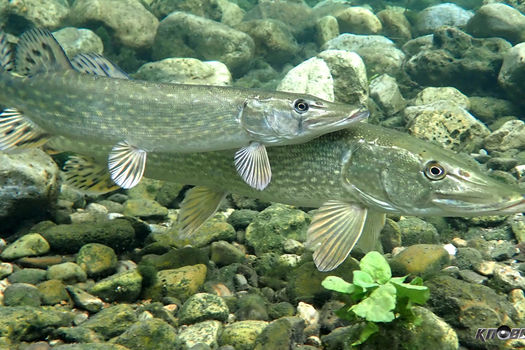 Fermeture de la pêche du brochet