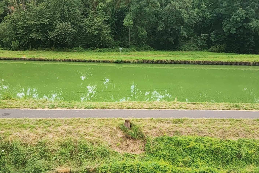 Une semaine de beau temps et les Cyanobactéries sont là ! 