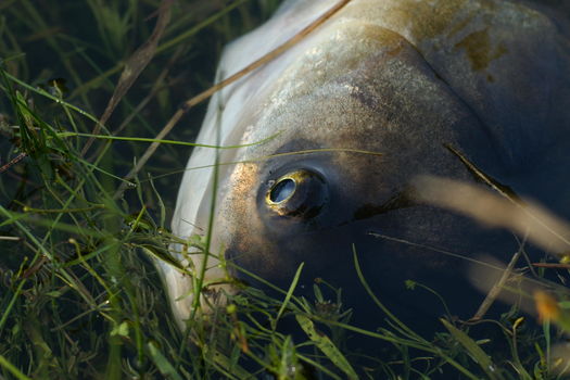 Les mortalités dans nos étangs à carpes du Bas-Rhin