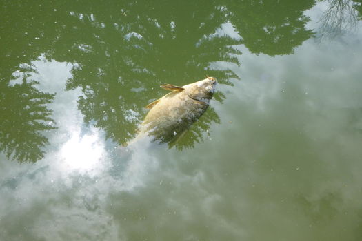 Mortalité de carpes