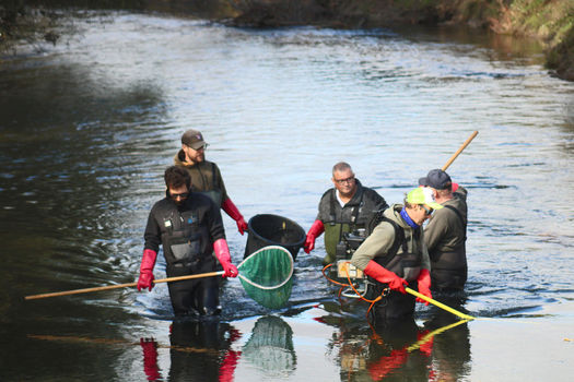 Fin de la campagne de pêche électrique 2025