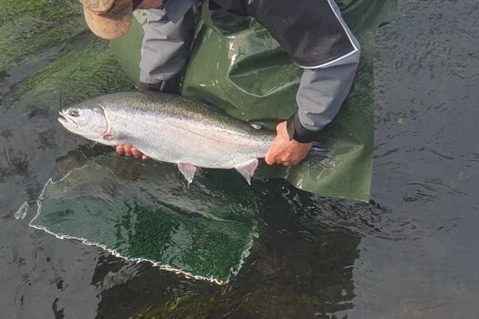 Ouverture de la pêche à la truite 2024